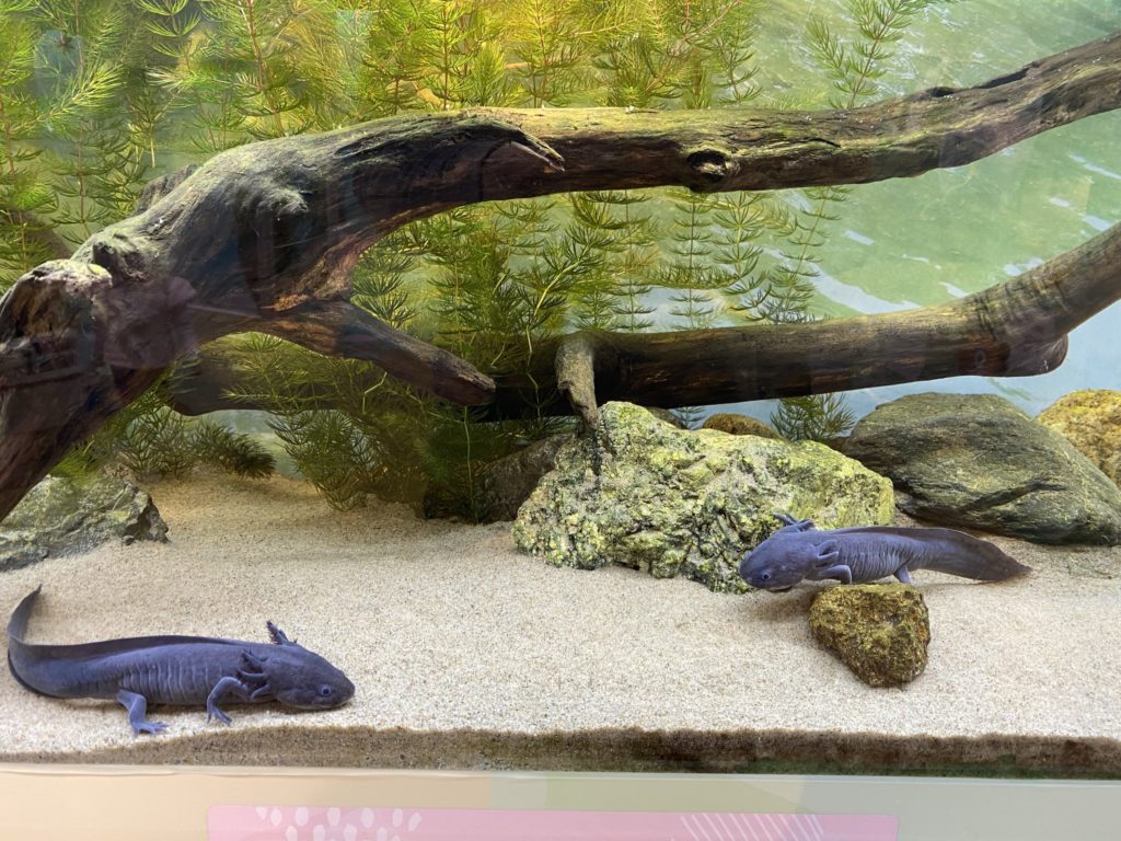 アクアリウムさがみはら