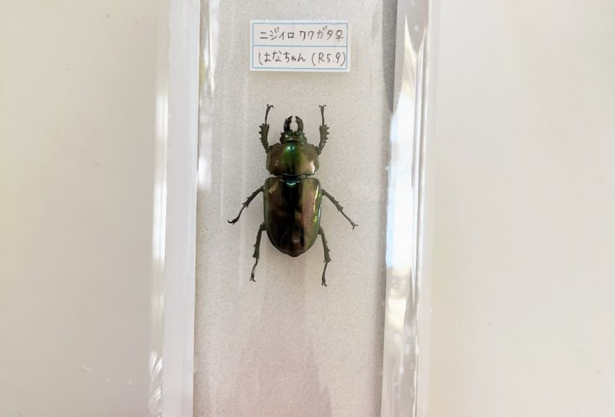 ニジイロクワガタの標本作りに挑戦！ - kidswalker